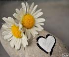 Белое сердце окрашены на камень и два красивых маргаритки